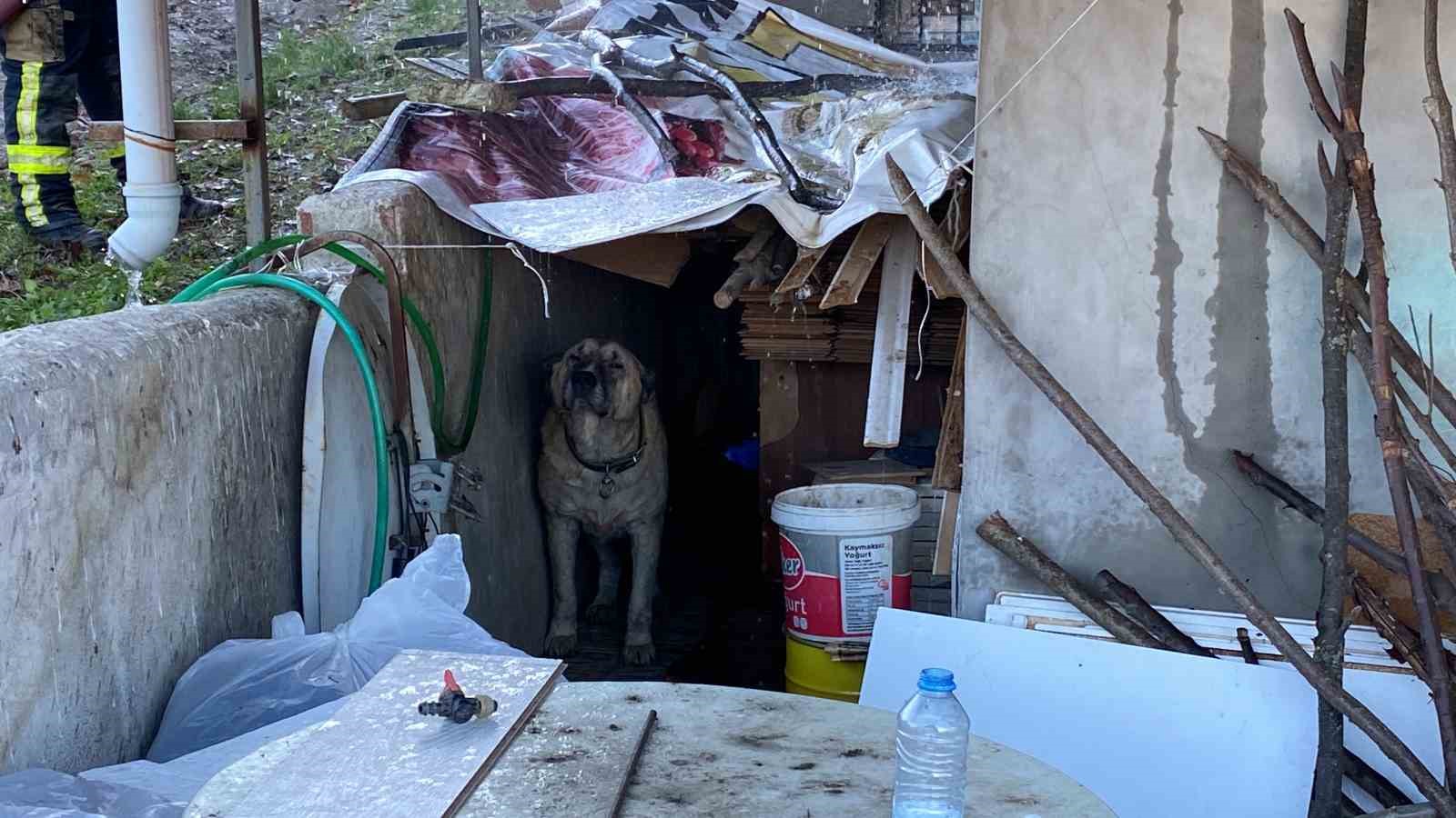 YANGINDA EV VE EŞYALAR KÜLE DÖNERKEN, YANGIN SIRASINDA KÖPEĞİN EVİ