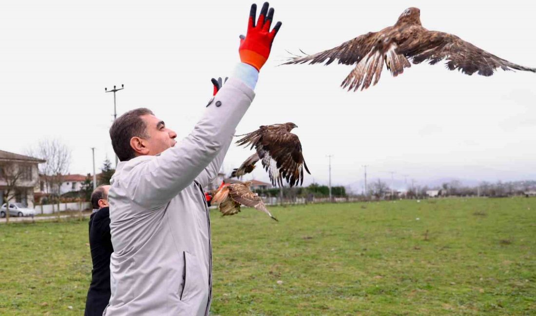 DÜZCE’DE VATANDAŞLAR TARAFINDAN YARALI OLARAK BULUNAN VE DOĞA KORUMA VE