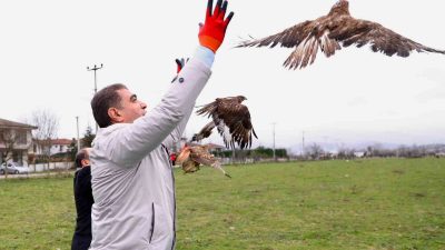 DÜZCE’DE VATANDAŞLAR TARAFINDAN YARALI OLARAK BULUNAN VE DOĞA KORUMA VE