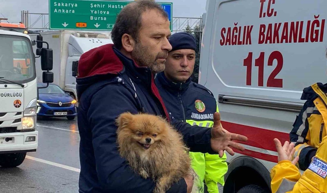 KAZADA SÜRÜCÜ, KÖPEĞİNİ BİR