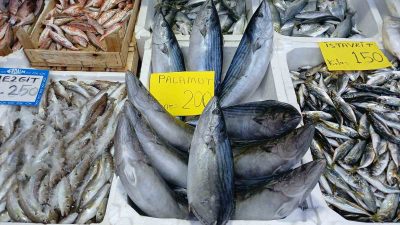 BATI KARADENİZ BÖLGESİ AKÇAKOCA’DA FIRTINA ÖNCESİNDE TONLARCA TUTULAN HAMSİ FIRTINA