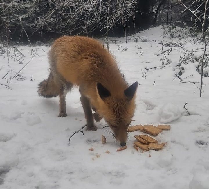 BOLU’DA ORMAN YOLUNDA YARALI