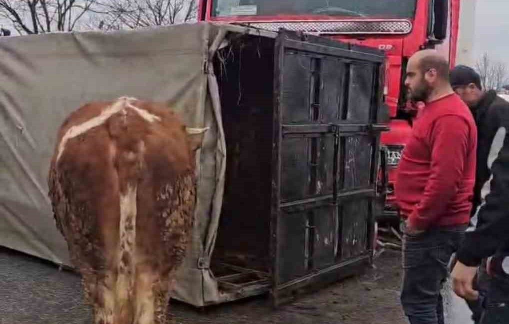 DÜZCE’DE HAYVAN TAŞIYAN KAMYONA TIR ÇARPTI. ÇARPIŞMANIN ETKİSİ İLE KAMYON