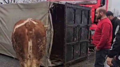 DÜZCE’DE HAYVAN TAŞIYAN KAMYONA TIR ÇARPTI. ÇARPIŞMANIN ETKİSİ İLE KAMYON