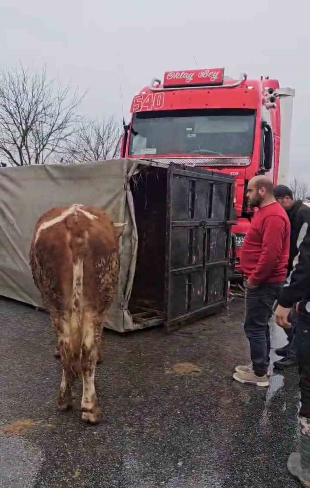 DÜZCE’DE HAYVAN TAŞIYAN KAMYONA TIR ÇARPTI. ÇARPIŞMANIN ETKİSİ İLE KAMYON