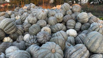 DÜZCE'DE HUMUSLU TOPRAKLARDA YETİŞEN VE KENDİNE ÖZGÜ AROMASIYLA TANINAN BAL