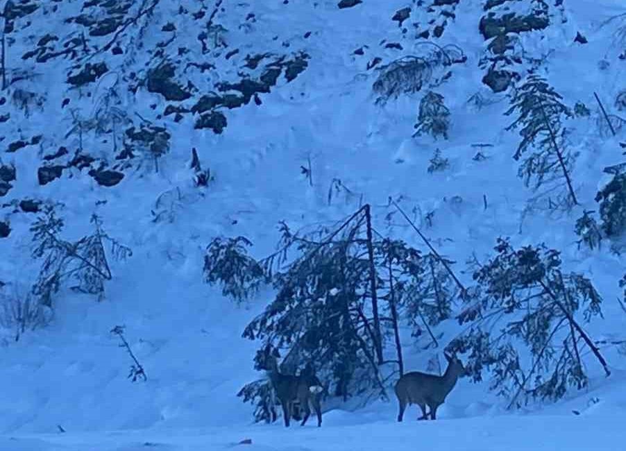 KASTAMONU'NUN AZDAVAY İLÇESİNDE KARLA KAPLANAN ORMANDAN ÇIKARAK YOL KENARINA İNEN