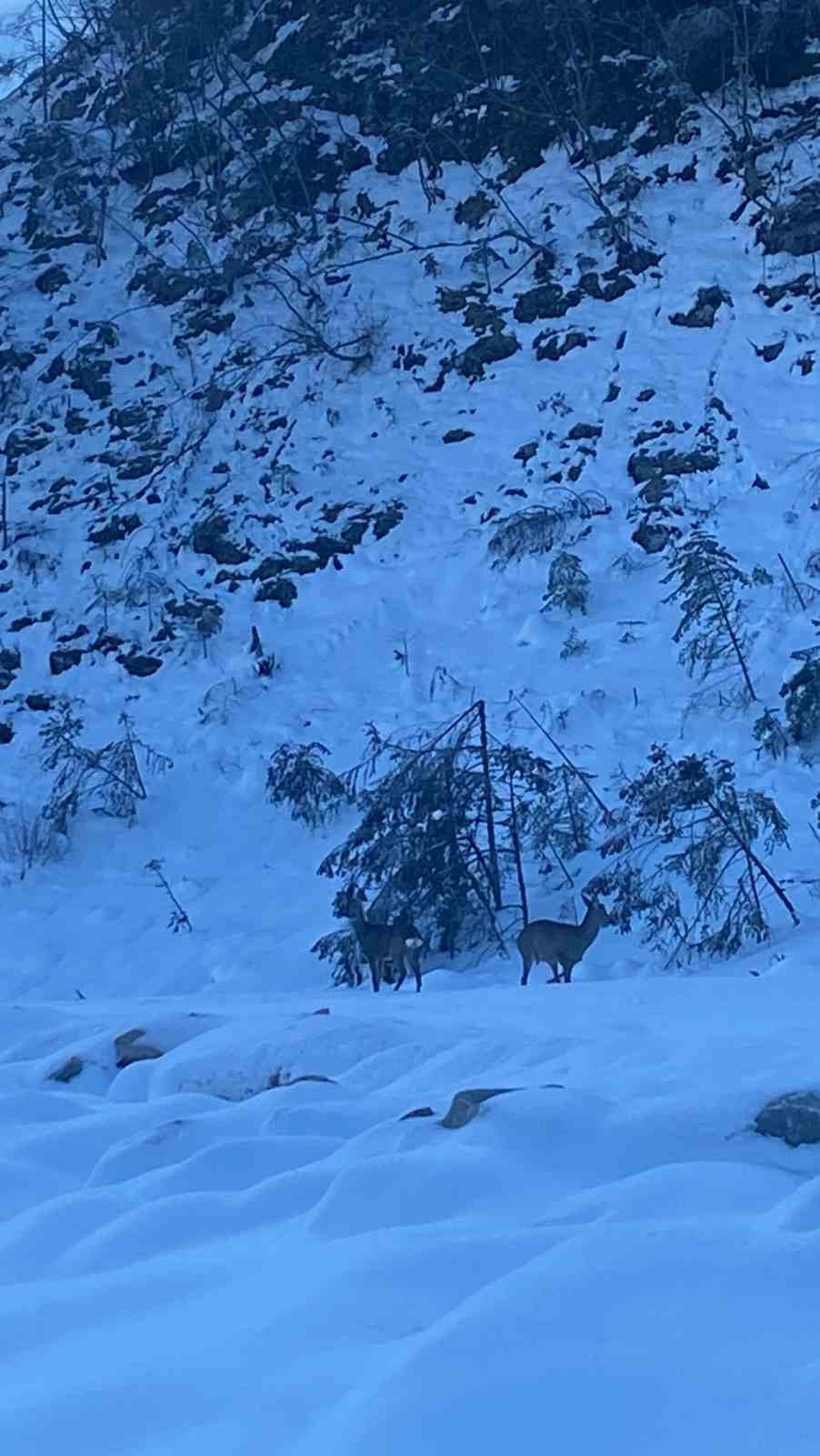 KASTAMONU'NUN AZDAVAY İLÇESİNDE KARLA KAPLANAN ORMANDAN ÇIKARAK YOL KENARINA İNEN