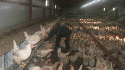 GENÇ GİRİŞİMCİ KENDİ İMKANLARIYLA GEZEN TAVUK ÇİFTLİĞİ KURDU