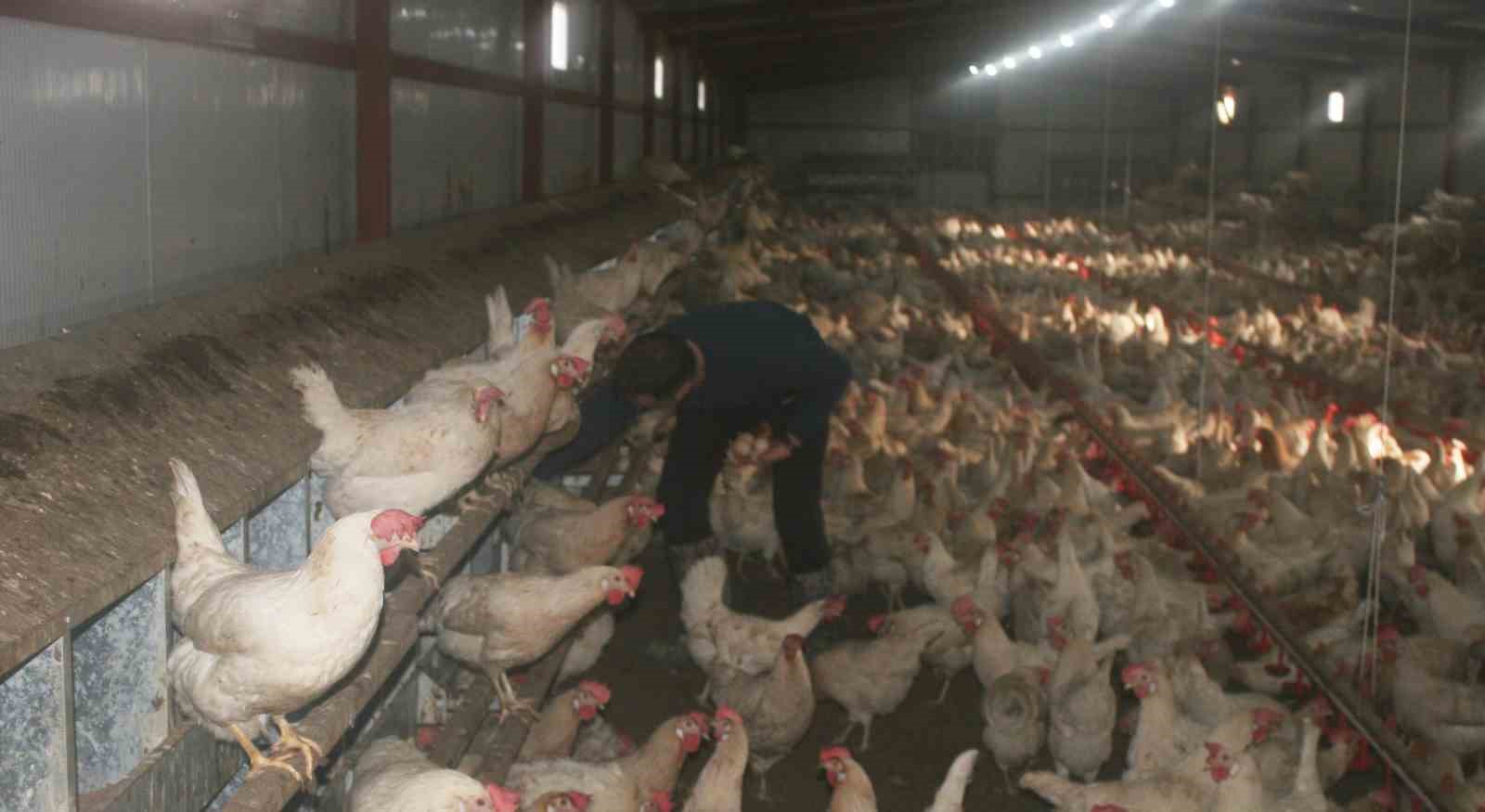 GENÇ GİRİŞİMCİ KENDİ İMKANLARIYLA GEZEN TAVUK ÇİFTLİĞİ KURDU
