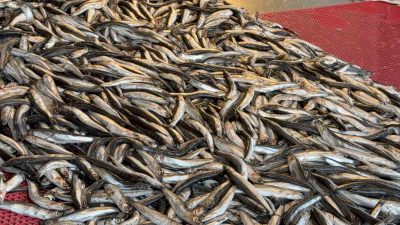 DÜZCE’DE YENİ YILIN İLK GÜNLERİNDE BALIK TEZGAHLARI ŞENLENDİ. TIRSİ’NİN KİLOSU