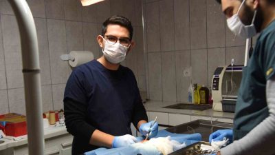 BİLECİK'TE 2024 YILINDA ONLARCA KEDİ VE KÖPEK TEDAVİ EDİLEREK DOĞAL