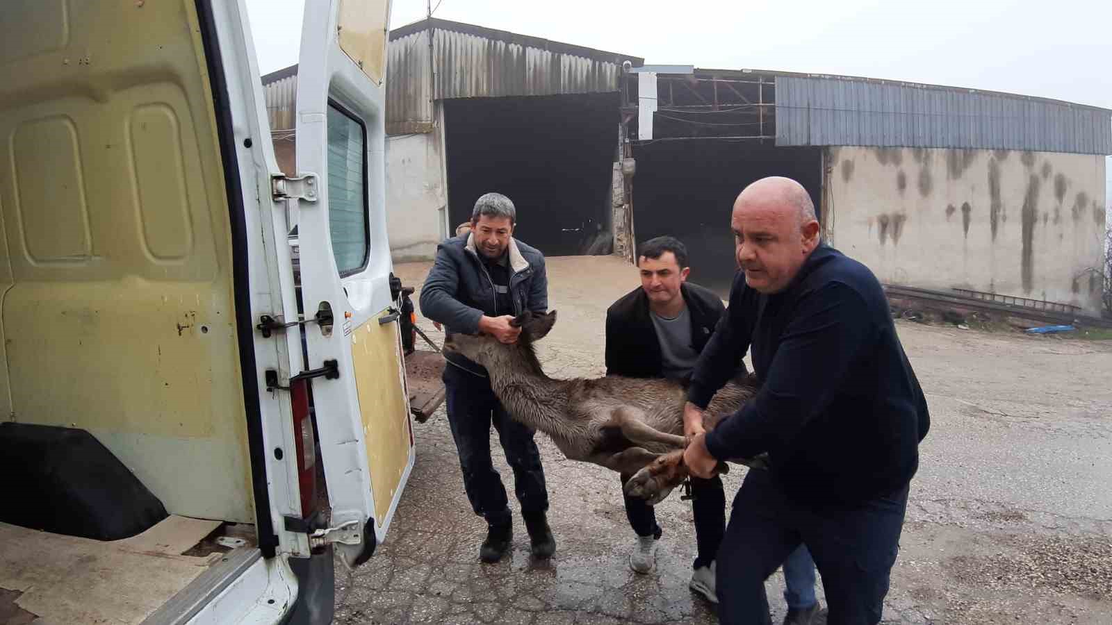 Köpeklerin saldırısına uğrayan karaca, vatandaşlar tarafından kurtarıldı