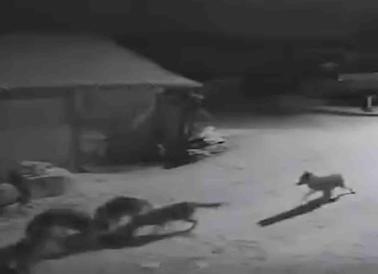 KASTAMONU'NUN DEVREKANİ İLÇESİNDE KÖYE İNEN KURT SÜRÜSÜ BİR KÖPEK VE