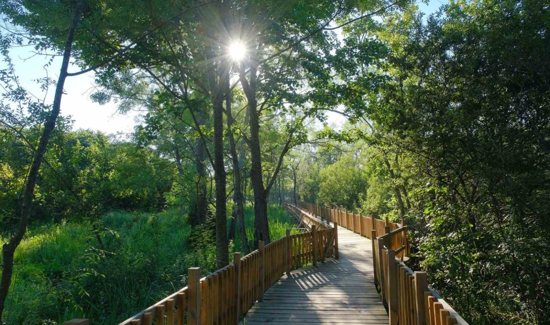 ACARLAR LONGOZU VE SAKARYA