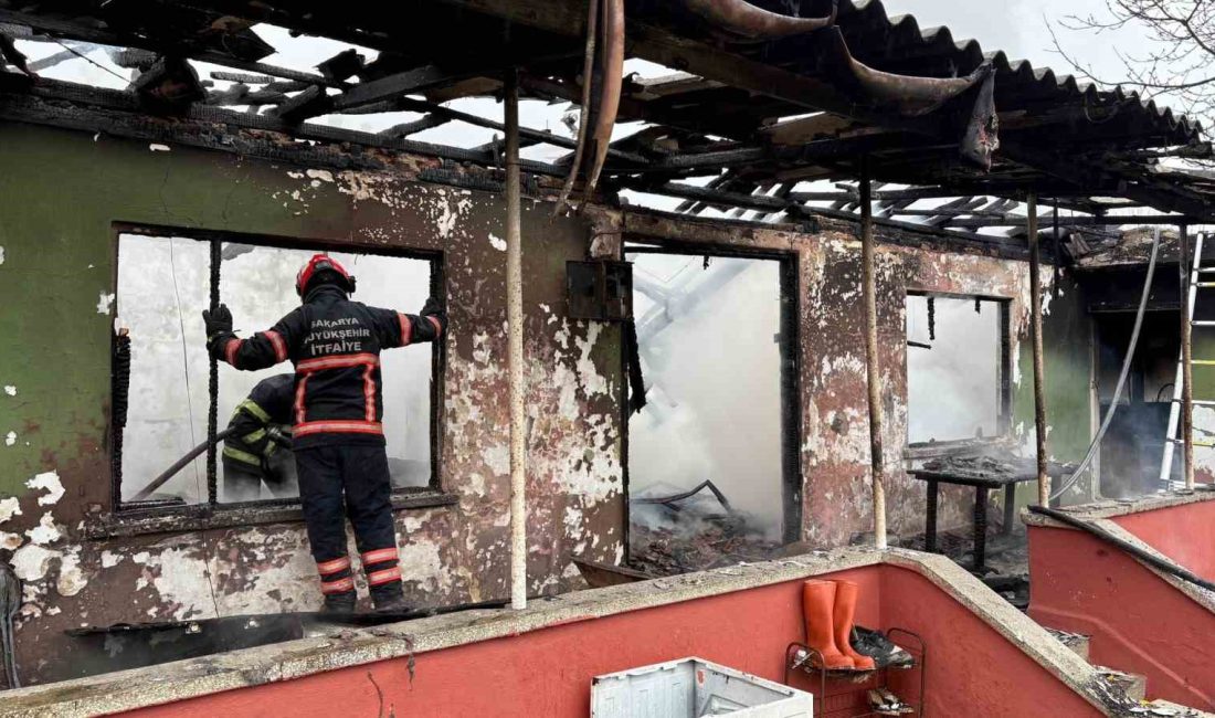 SAKARYA'NIN HENDEK İLÇESİNDE TEK