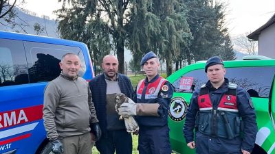 DÜZCE’NİN EFTENİ GÖLÜ MEVKİİNDE BULUNAN YARALI ŞAHİN’E HAYDİ EKİPLERİ ŞEFKAT