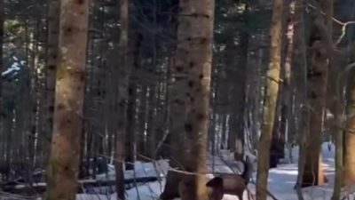 DÜZCE’DE YIRTICI HAYVAN SALDIRICI SONUCUNDA YARALANAN VE VATANDAŞLAR TARAFINDAN BULUNAN