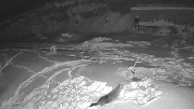 DÜZCE (İHA) – Düzce’nin Akçakoca ilçesinde çetin kış şartları nedeniyle