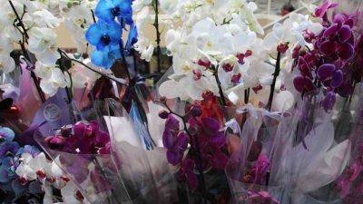 Bolu’da 14 Şubat Sevgililer Günü’nün yaklaşmasıyla birlikte gül başta olmak