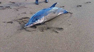 Karadeniz’de yunus balığı dalgalara yenilerek karaya vurdu. Sahile vuran yunus