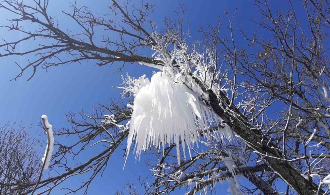 Hava sıcaklığı eksi 16’ya düştü, ağaç dalları böyle dondu Bolu’da hava sıcaklığının sıfırın altına düşmesiyle ağaç dalları buz tuttu.