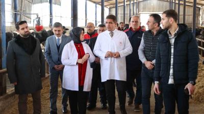 Düzce Valisi Selçuk Aslan Kuşaçması köyünde bulunan 600 baş manda