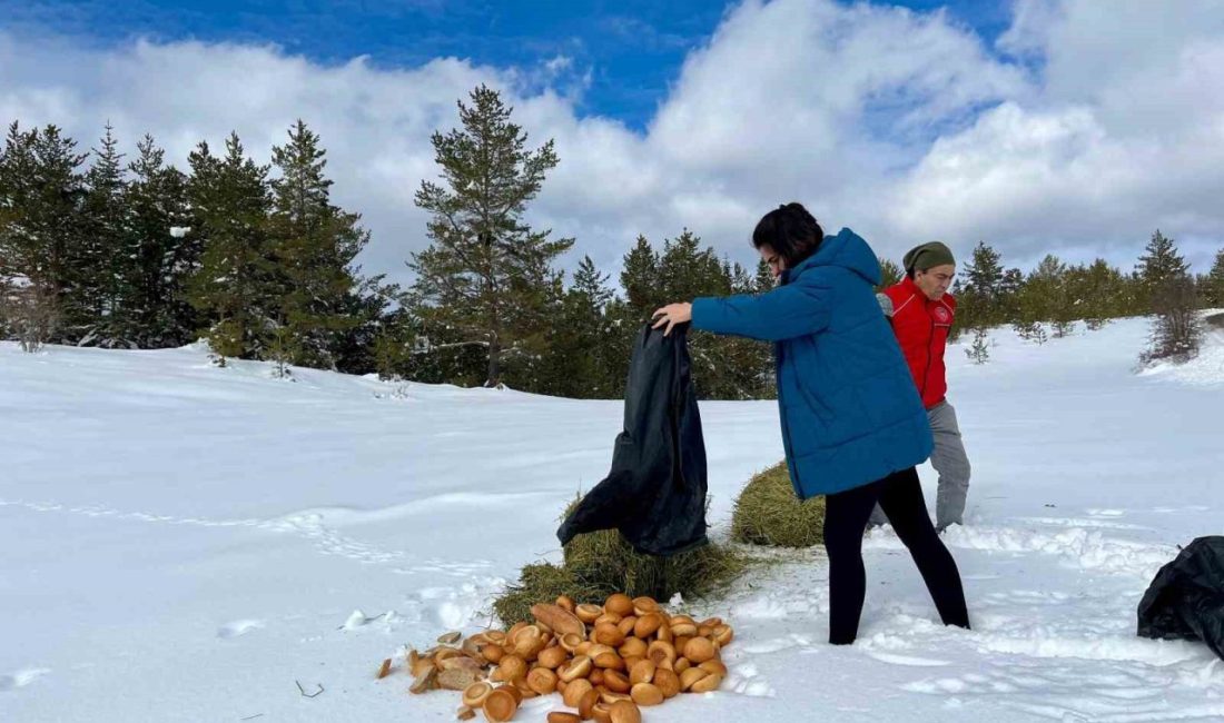 Ilgaz Dağı’nda yayvanlar için yiyecek bırakıldı Kastamonu’nun İhsangazi ilçesinde düzenlenen etkinlik çerçevesinde, yaban hayvanları için Ilgaz