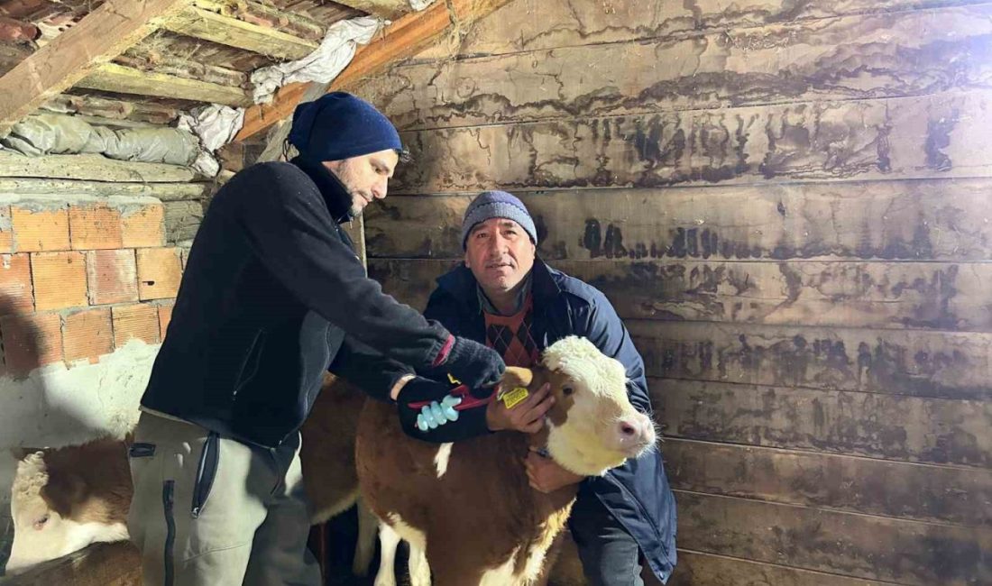 Kastamonu’da hayvanlara 720 bin doz şap ve brucella aşısı yapılacak Kastamonu İl Tarım ve Orman Müdürlüğü ekipleri tarafından bu yıl