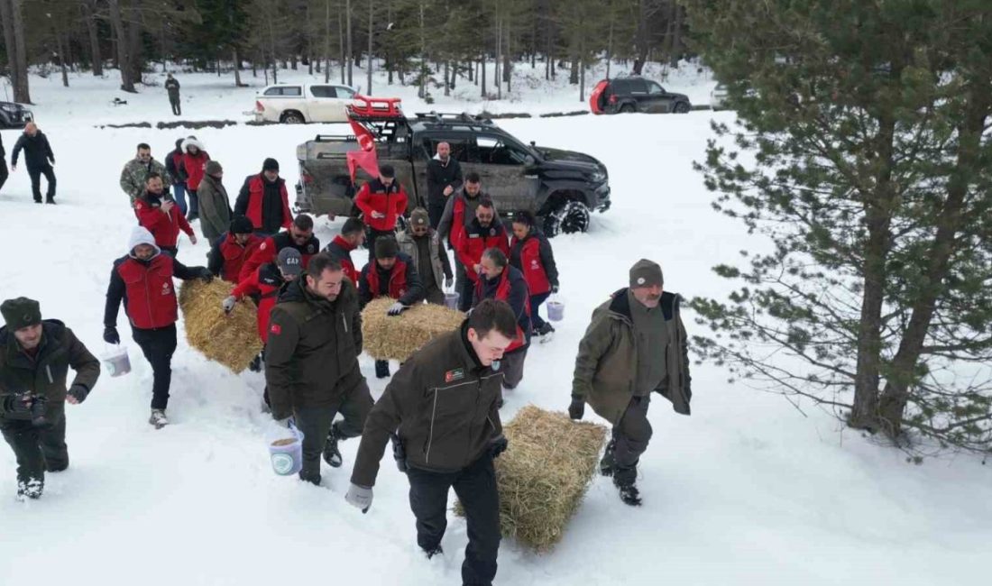Kastamonu’da Ilgaz Dağı Milli Parkı ile Çatalzeytin ilçesinde bulunan yaban