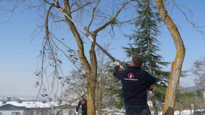 DÜZCE (İHA) – Düzce’de kar yağışının ardından ağaçlarda kar ağırlığına
