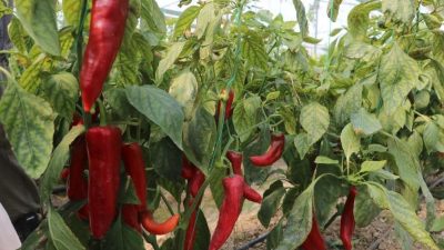 DÜZCE(İHA) – Düzce Tarım ve Orman Müdürlüğünün yüzde 75’i bakanlık