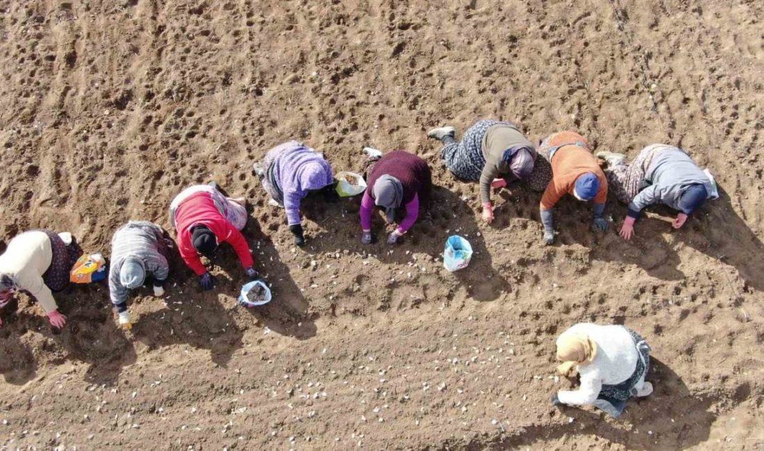 Kastamonu’da 35 yıldır sarımsak tarlasında gündelikçi işçi olarak çalışan kadın,