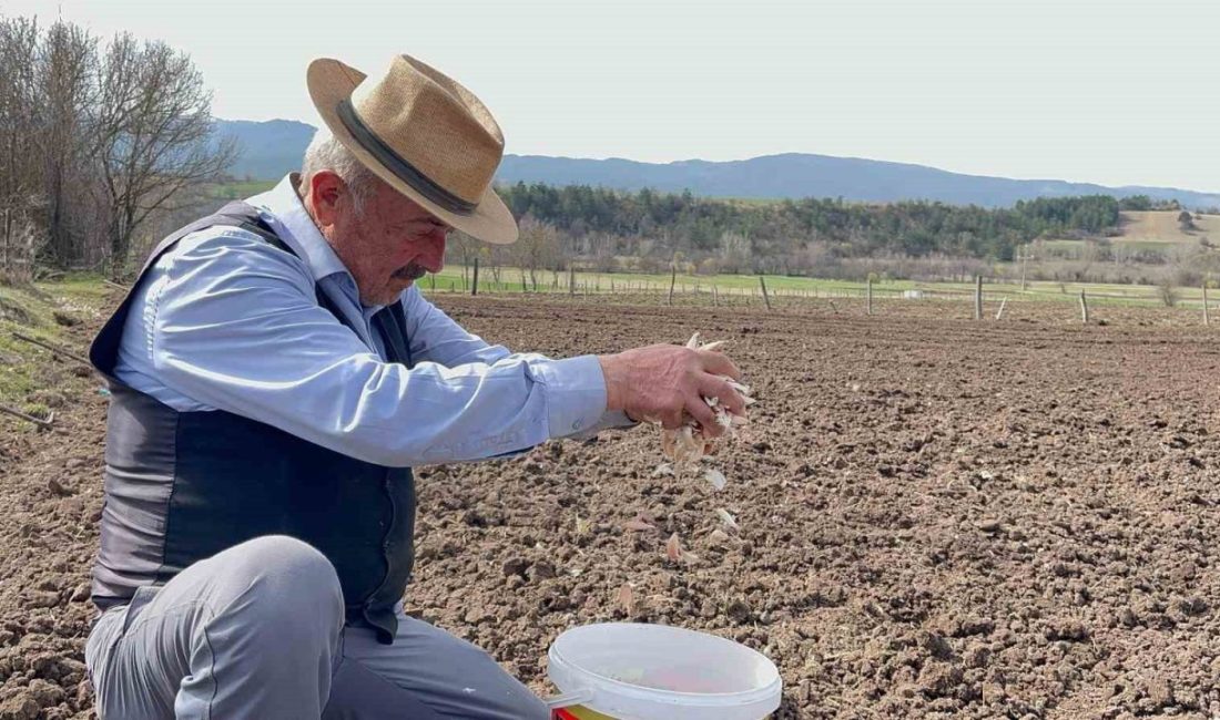 Kastamonu’nun Taşköprü ilçesinde Taşköprü sarımsağı başta olmak üzere, siyez ve