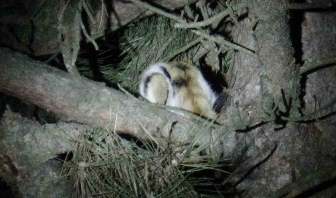 Bolu’nun Mudurnu ilçesinde bir ağacın üzerinde mahsur kalan kedi, itfaiye