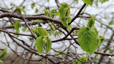 DÜZCE(İHA) – Düzce Valiliği zirai don riskine karşı çiftçileri uyardı.