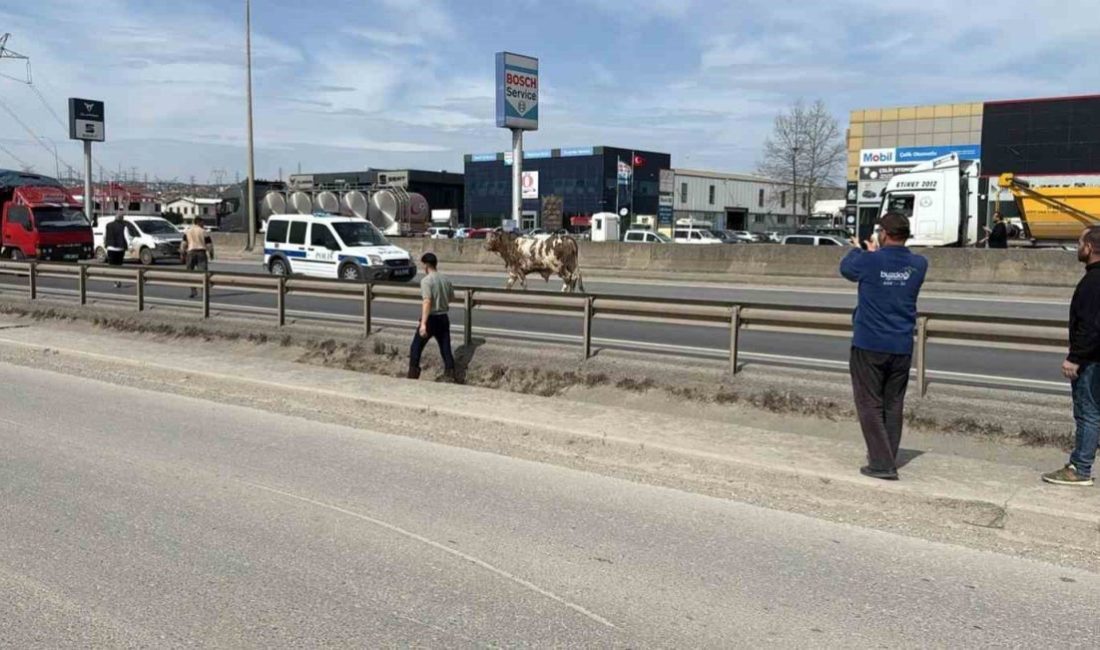 Sakarya’nın Erenler ilçesi D-100 kara yoluna çıkan tosun ortalığı birbirine