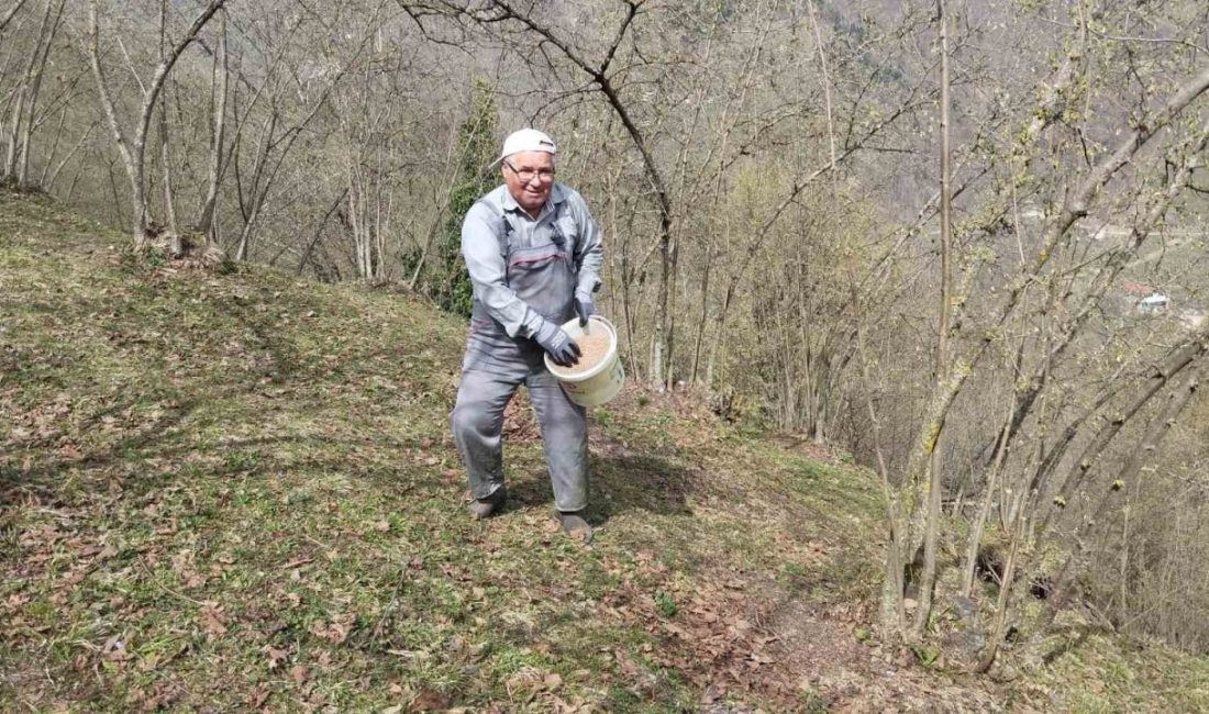 Sakarya’nın Hendek ilçesinde yüksek kesimlerde fındık üretimi yapan vatandaşlar, daha