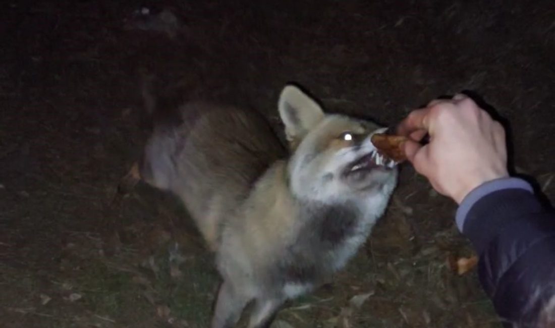 Bolu’da iftar vakti yiyecek arayan bir tilki, açık alanda iftar