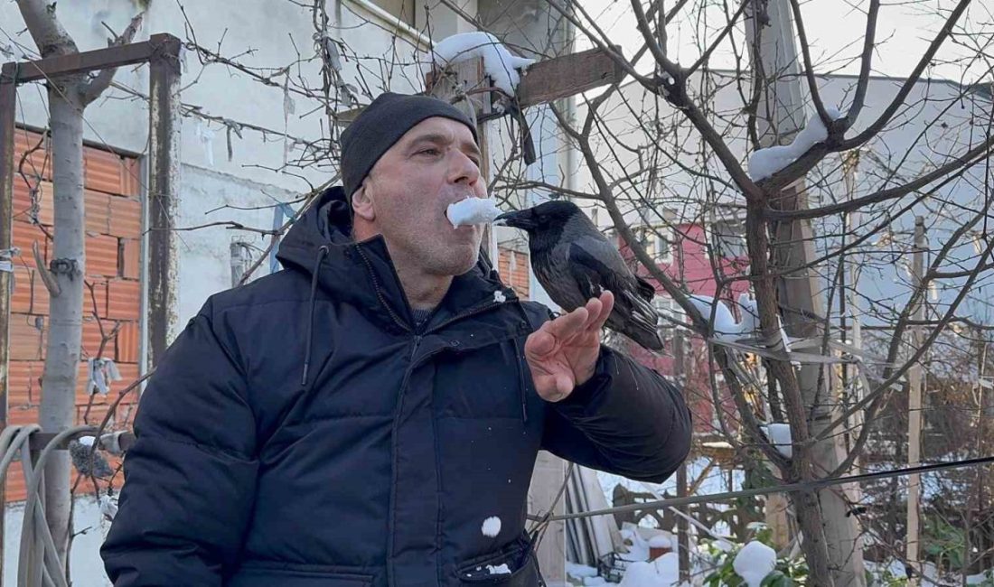 Karganın kar banyosu keyfi: “Bir tek şampuanı eksik” Kocaeli’de soğuk havaya meydan okuyarak kar banyosu yapan karga, görenleri