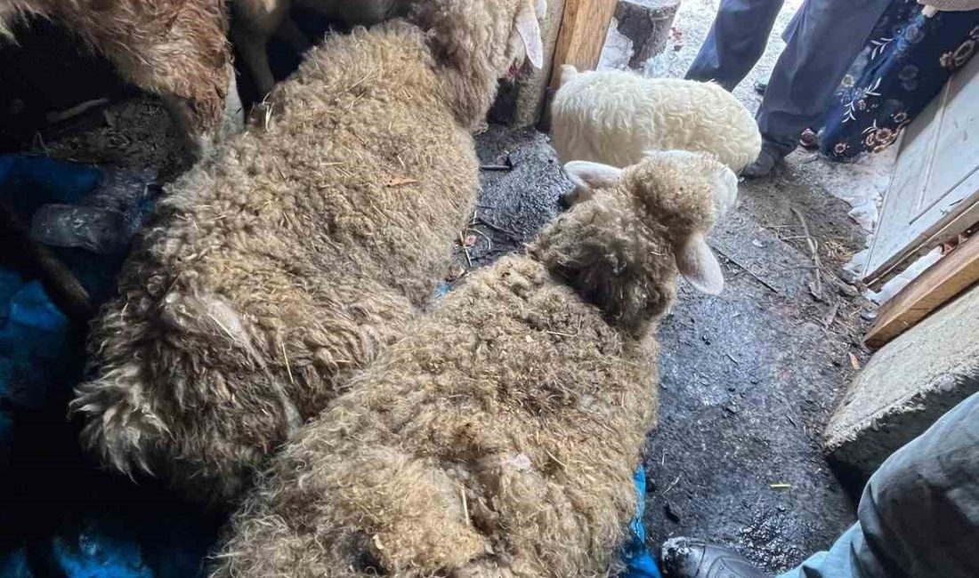 Kastamonu’da kar nedeniyle ahır çöktü, hayvanlar altında kaldı Kastamonu’nun Küre ilçesinde kar nedeniyle bir ahır çöktü. Göçüğün altında
