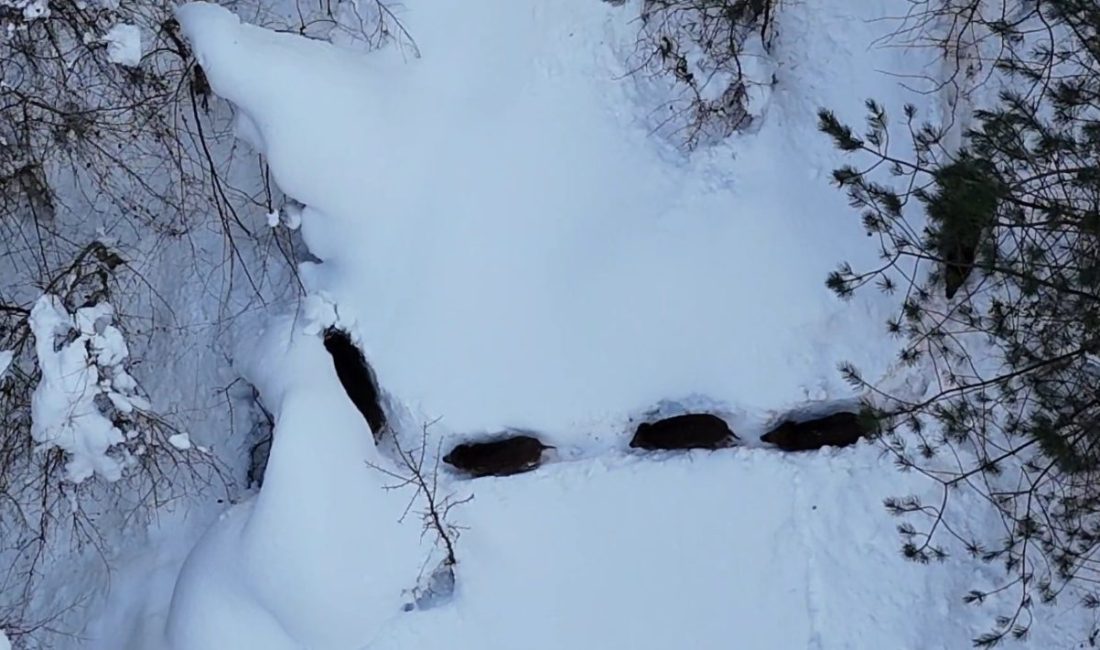 Kastamonu’nun Cide ilçesinde kar kalınlığının 1 metreyi bulduğu ormanlık alanda