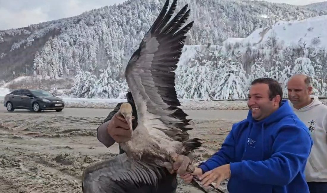 Kastamonu’da tedavi edilen turna doğaya salındı Kastamonu’da yaralı ve bitkin halde bulunan turna, tedavisinin ardından doğaya