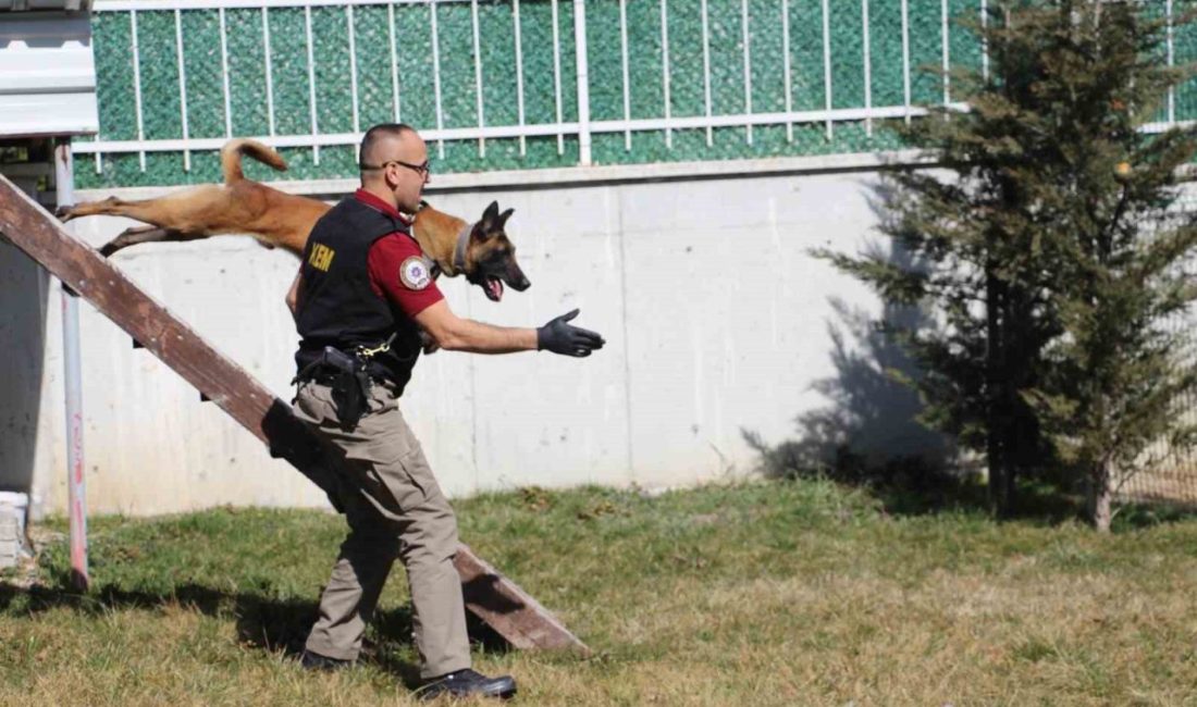 Bolu’da narkotik ekiplerinin en büyük destekçileri olan dedektör köpekler “Pako”