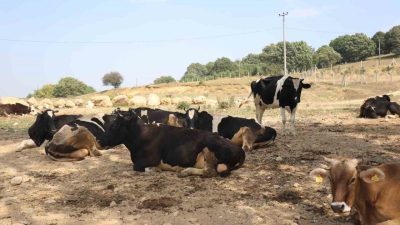 Bolu’da şap hastalığı nedeniyle karantinaya alınan iki köyün çevresindeki 22