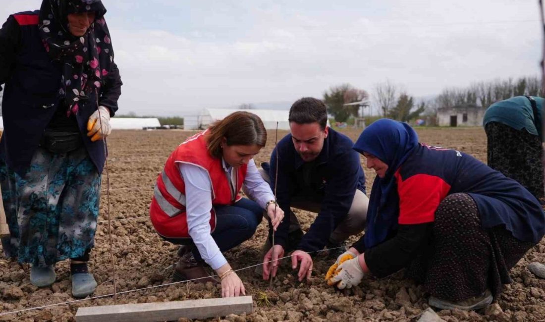 Düzce Belediyesi, süs bitkileri üretiminden, tıbbi aromatik bitkilere kadar birçok