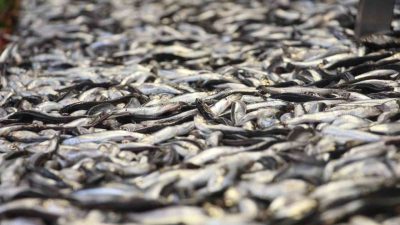 Bolu’da sezonu bitmek üzere olan hamsi kilogramı 150 liradan satışa