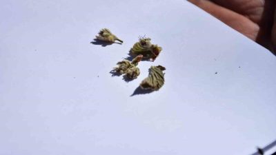 Nisan ayında meydana gelen zirai don sonrasında Sakarya’nın Hendek ilçesindeki