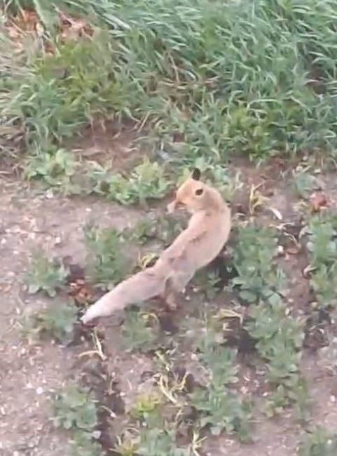 Bolu’da aç kalan bir tilki yiyecek bulmak için şehir merkezine
