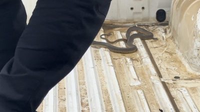 Düzce’de pikap aracın içine giren yılan, uzun uğraşlar sonucunda çıkarıldı.